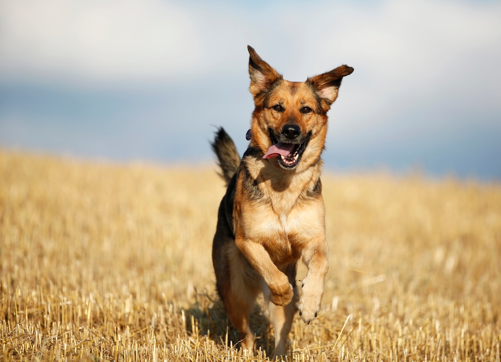 10 Hunderassen, die kinderfreundlich sind: Deutscher Schäferhund