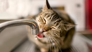 Eine Katze trinkt aus einem Wasserhahn