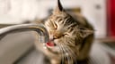 Eine Katze trinkt aus einem Wasserhahn