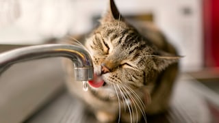 Eine Katze trinkt aus einem Wasserhahn