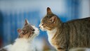 Zwei Katzen beschnuppern sich, um einen ersten Kontakt aufzunehmen