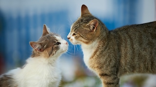 Zwei Katzen beschnuppern sich, um einen ersten Kontakt aufzunehmen