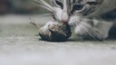 Eine Katze beschnuppert einen Vogel, der auf dem Boden liegt