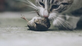Eine Katze beschnuppert einen Vogel, der auf dem Boden liegt