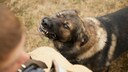 Ein Hund mit gefletschten Z&auml;hnen