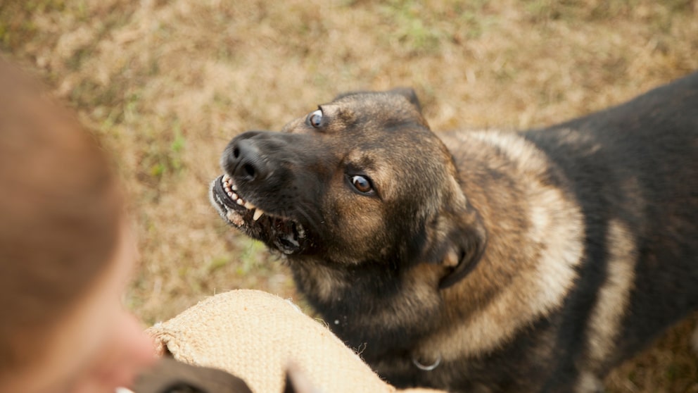 Welche Verhaltensweisen zeigt ein Hund der Angst hat und sich bedroht fühlt?