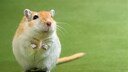 Eine Wüstenrennmaus hat sich auf die Hinterbeine aufgerichtet