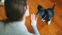 Ihr Hund möchte beschäftigt werden