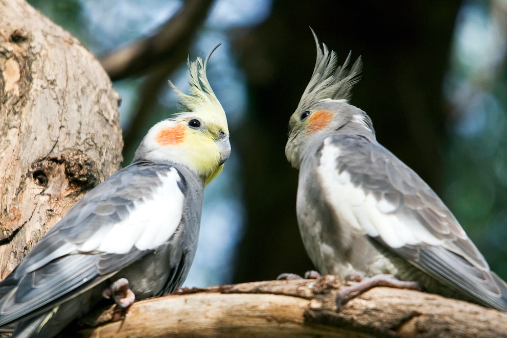 Pflegeleichte Ziervögel: Nymphensittiche auf einem Ast