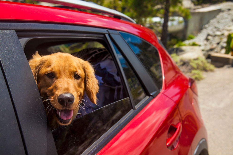 Hund im Auto: 5 Fragen und Antworten - Issn' Rüde! - Hunde News