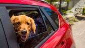Ein Hund schaut aus den Rücksitzfenster eines roten Autos