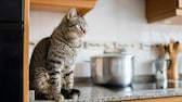 Eine Katze sitzt auf der Arbeitsplatte in einer Wohnung