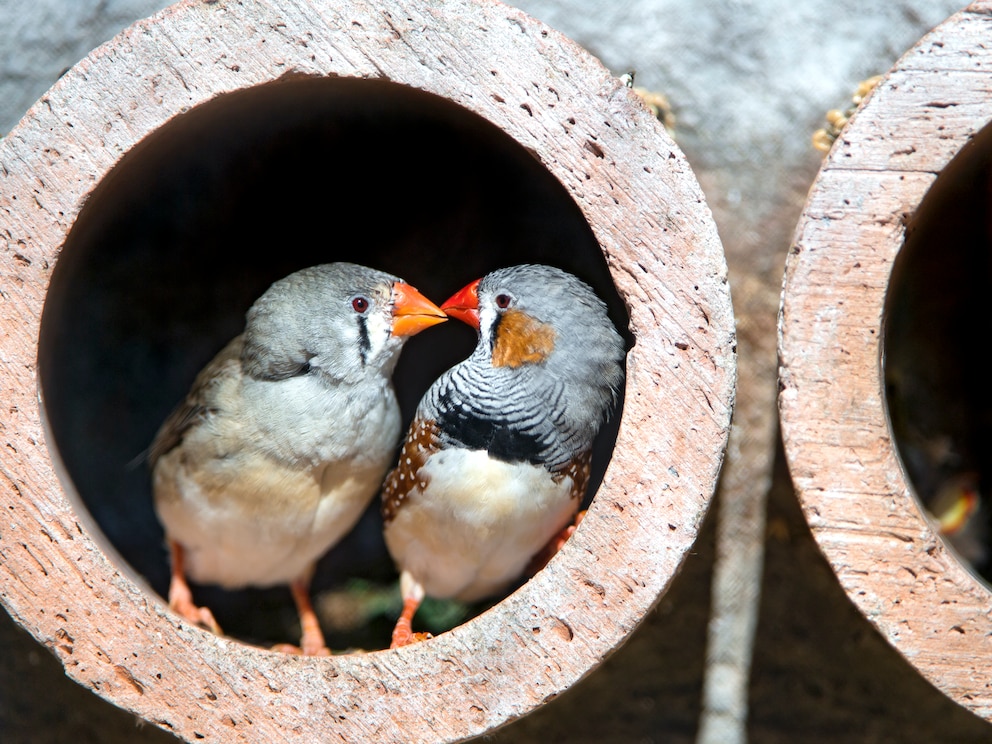 Pflegeleichte Ziervögel: Zebrafinken