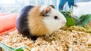 Ein dreifarbiges, glattes Meerschweinchen sitzt in seinem Stall.