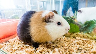 Ein dreifarbiges, glattes Meerschweinchen sitzt in seinem Stall.
