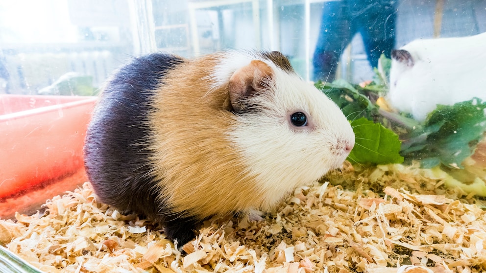 Ein dreifarbiges, glattes Meerschweinchen sitzt in seinem Stall.