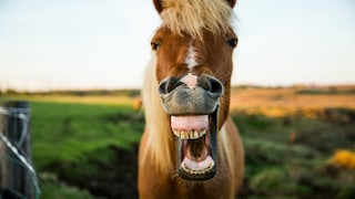 Pferd beißt – was tun? Pferd zeigt Zähne