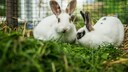 Zwei Kaninchen im Freigehege