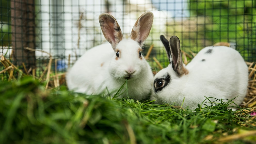 Zwei Kaninchen im Freigehege
