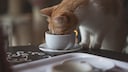 EIne Katze steckt den Kopf in eine Kaffeetasse