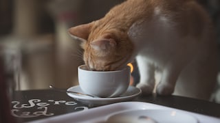 EIne Katze steckt den Kopf in eine Kaffeetasse
