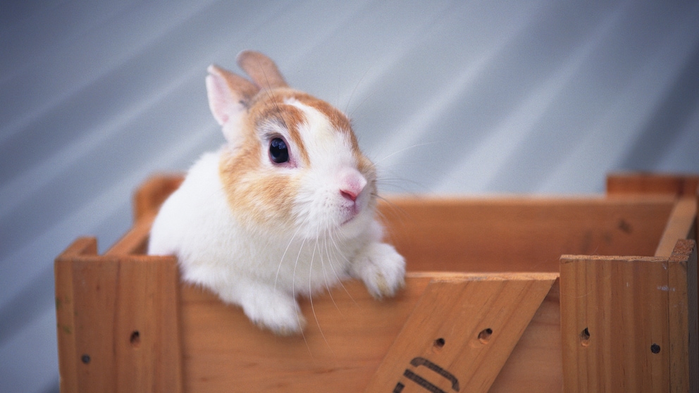 Ein Kaninchen sitzt in einer Holzkiste und will beschäftigt werden.