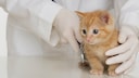 Corona kann ebenfalls bei Katzen auftreten