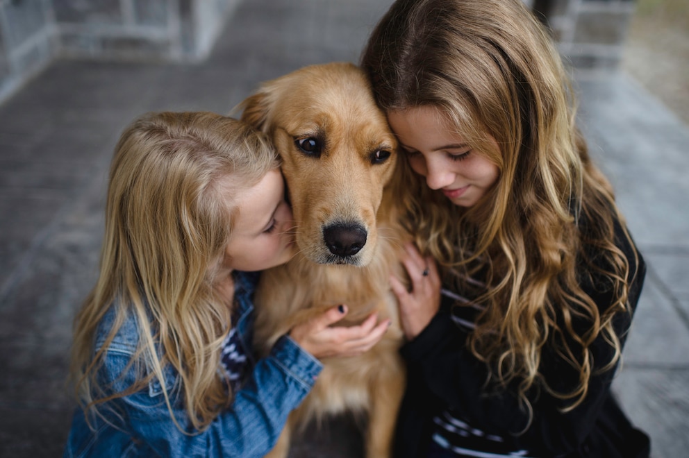 Golden Retriever