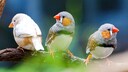 Pflegeleichte Ziervögel: Zebrafinken auf einem Ast