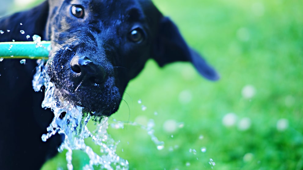 Hund Wasser trinken
