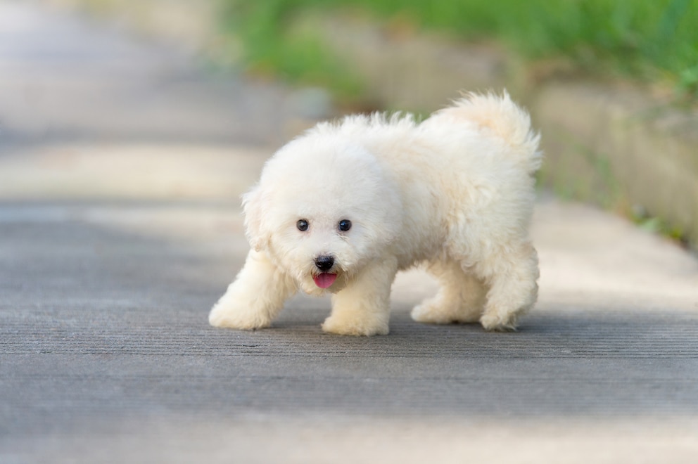 Bichon Frisé