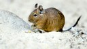 Degu