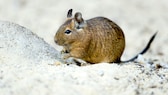 Degu