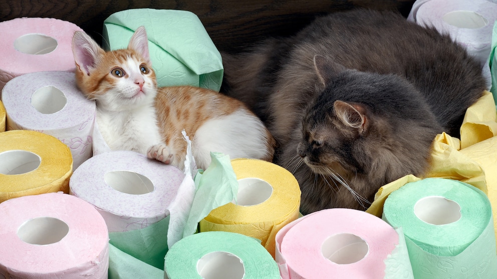 Durchfall bei der Katze: Was tun?