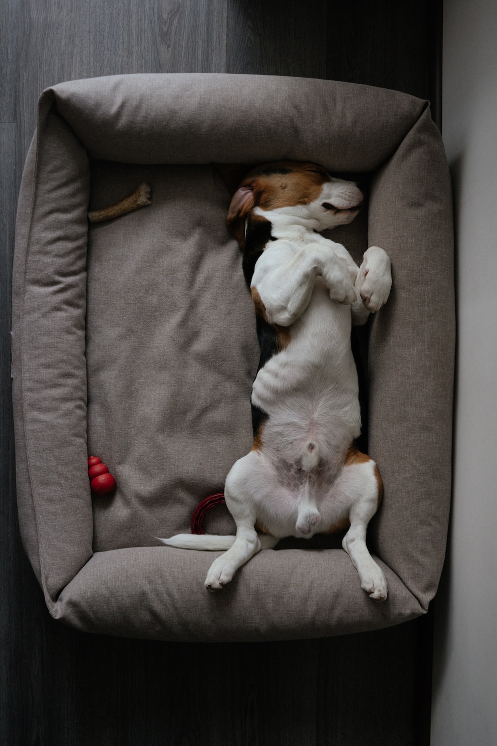 Ein Jack Russell Terrier schläft in einem großen Hundekörbchen