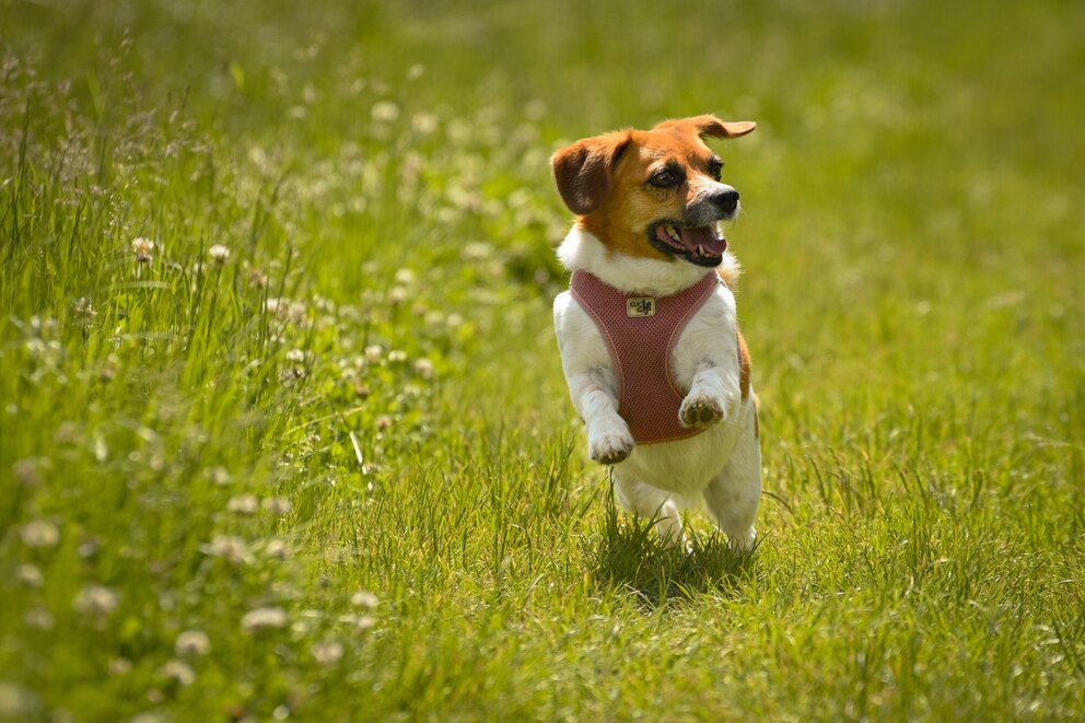 Hund beim rennen