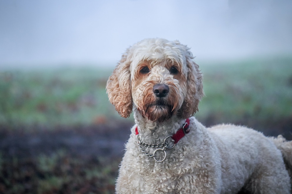 Ein Labradoodle (Hybridhund) steht vor einer bunten Wiese