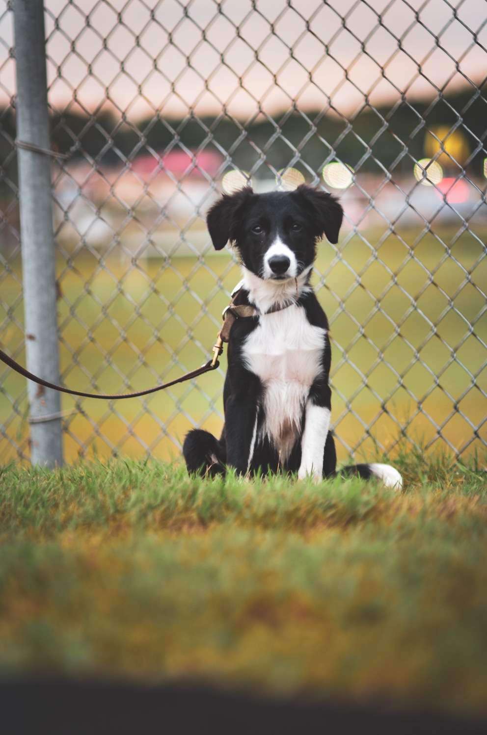 Ein Hund sitzt angeleint im Gras