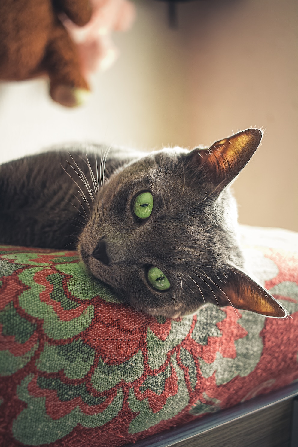 Eine Russisch Blau-Katze liegt entspannt auf einem Polster