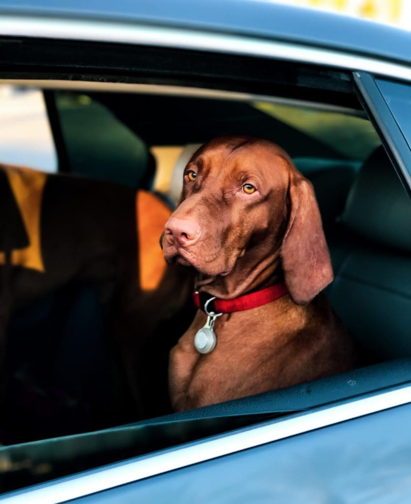 A large dog sits calmly on the back seat of a car