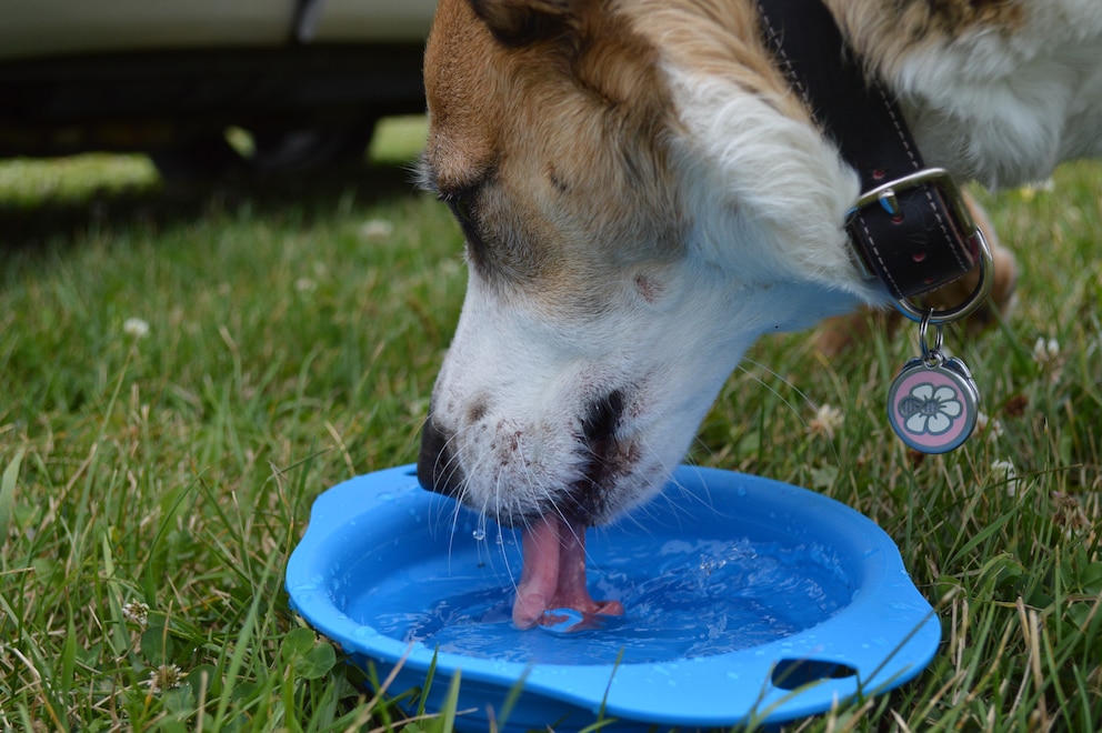 Ein Hund trinkt aus einem faltbaren Wassernapf
