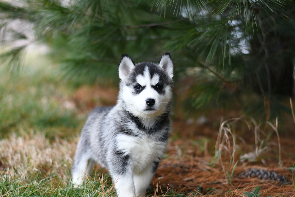 Ein Husky Welpe geht im Wald spazieren