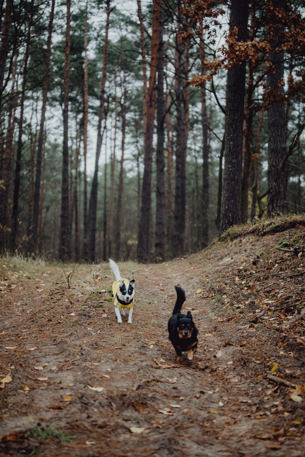 Zwei Hunde laufen einen Hügel im Wald hinab