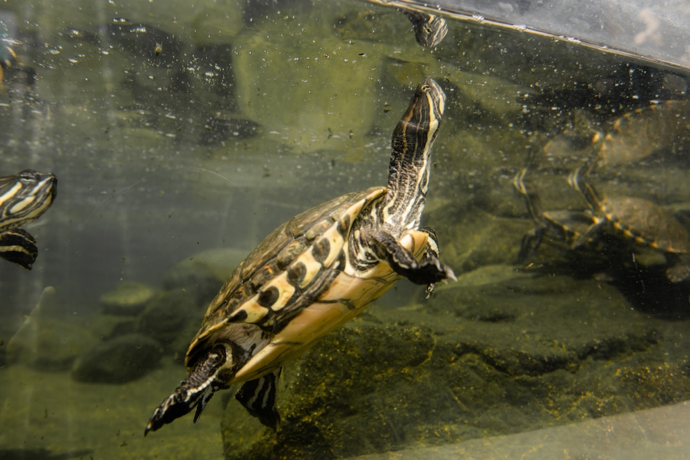 Eine Wasserschildkröte schwimmt zum Atmen an die Wasseroberfläche