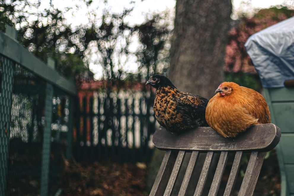 Chickens in the backyard?