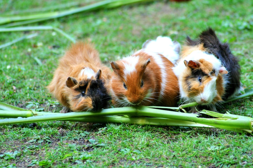 Meerschweinchen