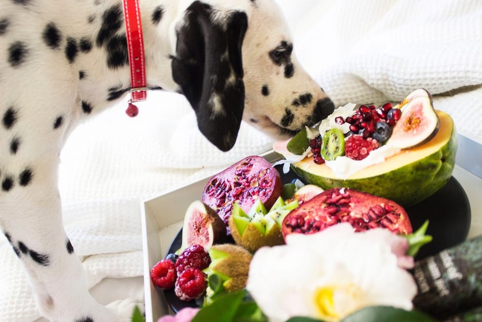 A Dalmatian sniffs a fruit arrangement