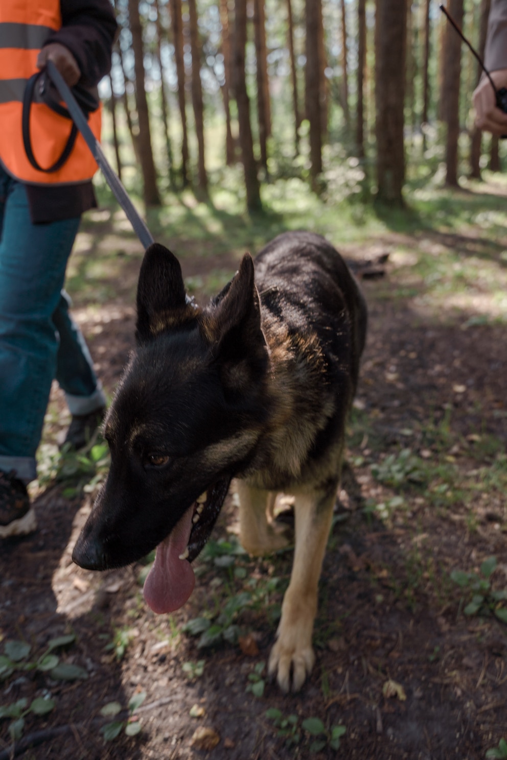 Ein Hund geht im Wald spazieren