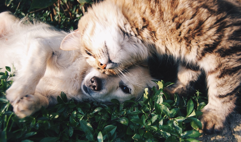 Hund und Katze vergesellschaften