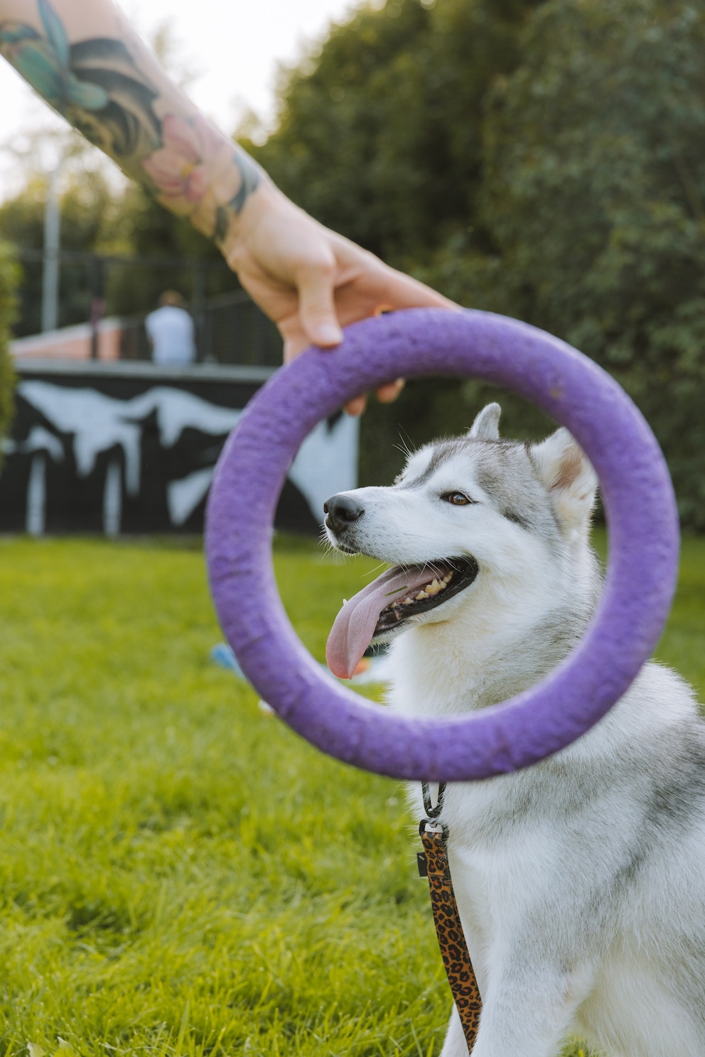 Ein Hund sitzt im Park und freut sich über ein Spielzeug